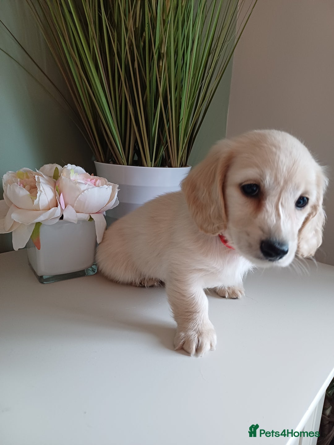 Miniature Dachshund dogs for sale: Kc reg cream longhair minature dachshund  - Image 4