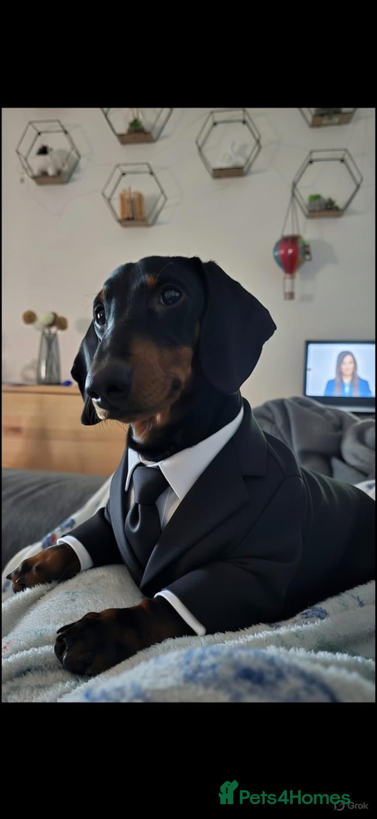 Dachshund dogs Lucky - Advert 1