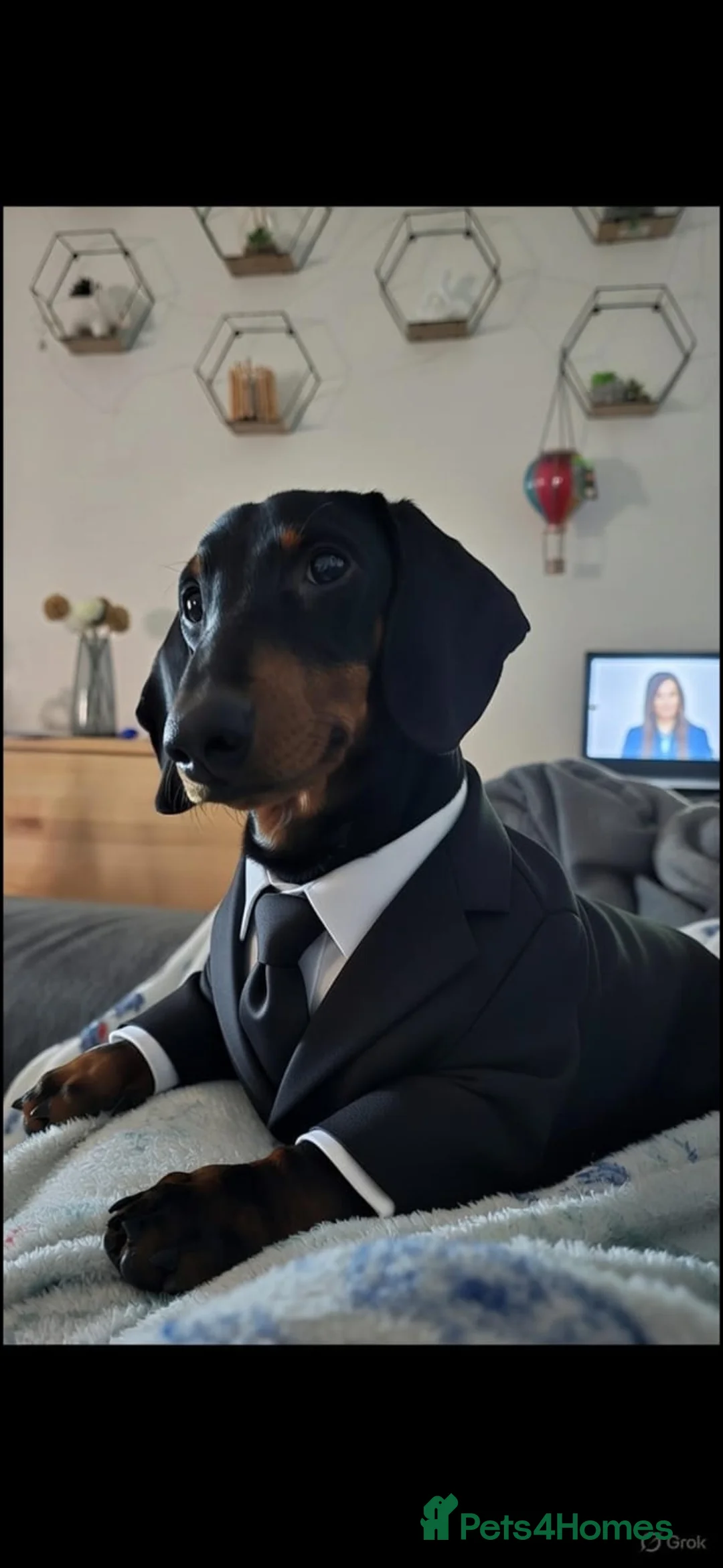 Dachshund dogs for sale: Lucky in Heywood - Advert 1