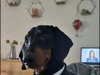 Dachshund dogs Lucky - Advert 1