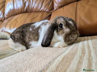 Mini Lop rabbits Pure Bred Holland Lop Doe rabbit Brown butterfly - Advert 3