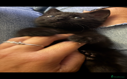 Domestic Shorthair cats for sale: Beautiful black kitten - Image 2