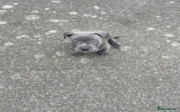 Mixed Breed dogs for sale: Olde Tyme Bulldog x American Staffordshire Pups - Image 20