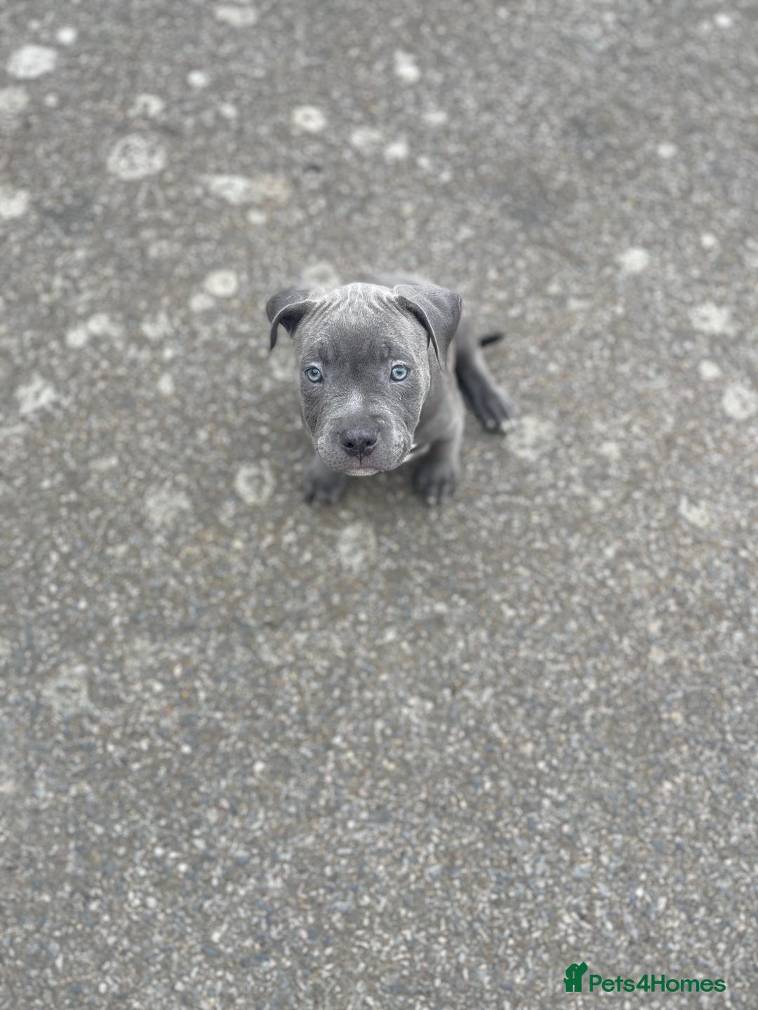 Mixed Breed dogs for sale: Olde Tyme Bulldog x American Staffordshire Pups - Image 20