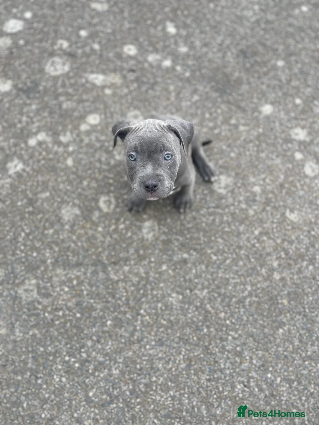 Mixed Breed dogs for sale: Olde Tyme Bulldog x American Staffordshire Pups - Advert 12