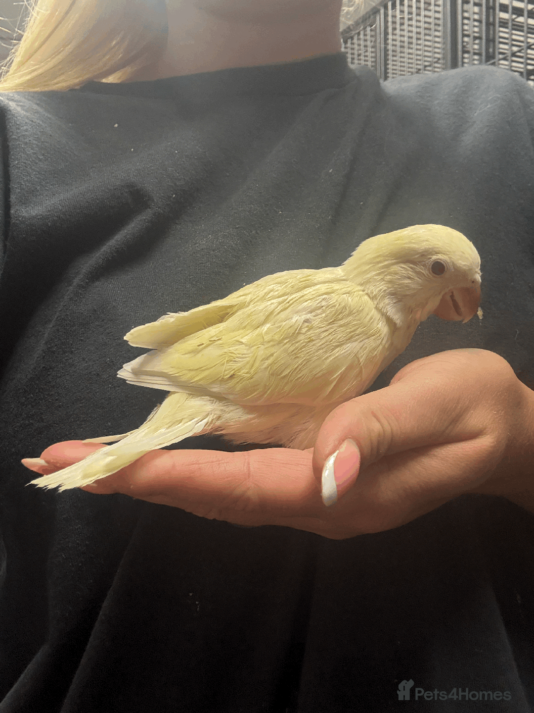 Parrots birds for sale: Super tame hand reared baby Quakers  - Image 3