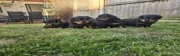 Rottweiler dogs for sale: KC Registered Rottweiler Puppies 4 Beautiful Males in Gainsborough - Advert 13