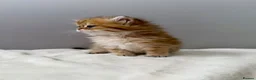 British Longhair cats for sale: Champion lines Golden British Longhairs - Advert 13