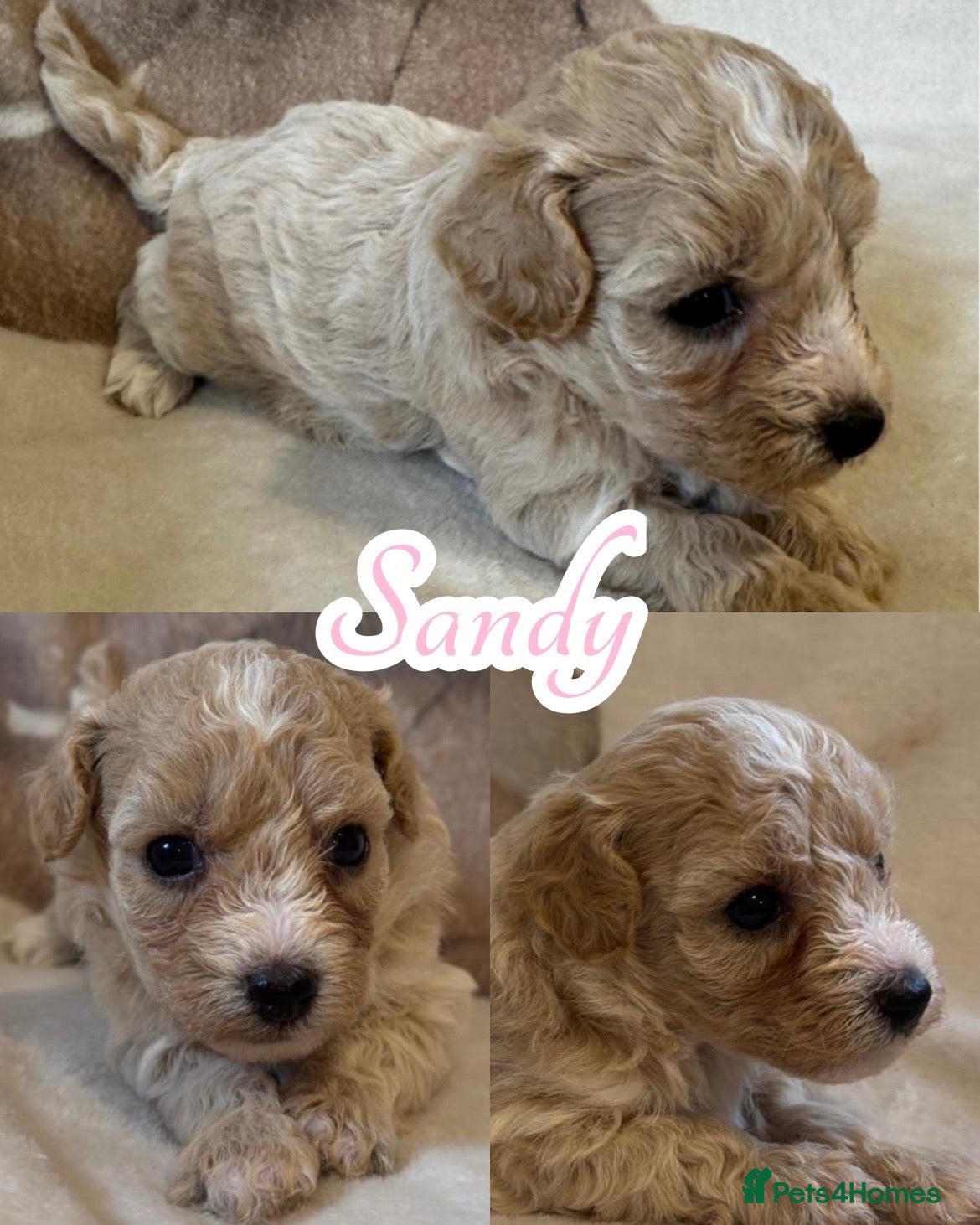 Maltipoo dogs F1 Maltipoo Pups  - Advert 4