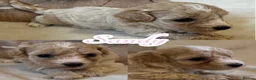 Maltipoo dogs for sale: F1 Maltipoo Pups  - Advert 1