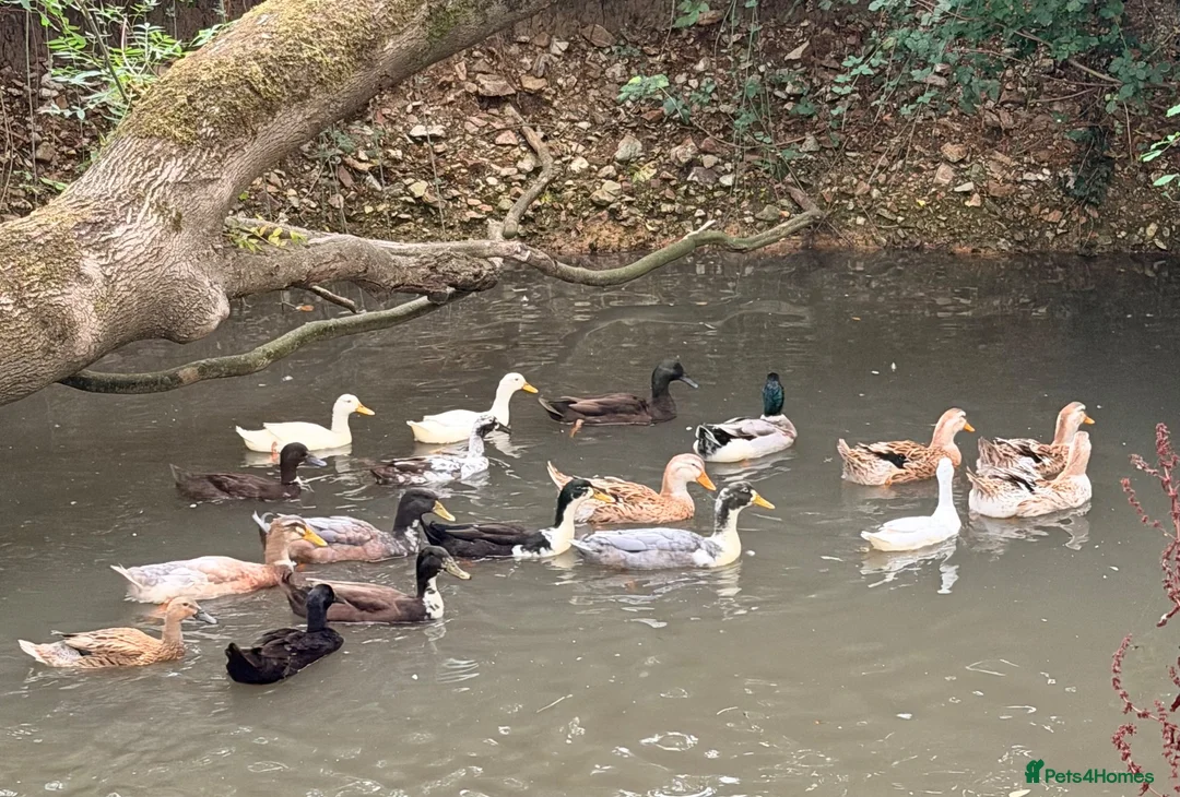 Ducks poultry for sale: Mixed flock for sale in Ilminster - Advert 2