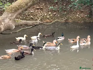 Ducks poultry Mixed flock for sale - Advert 2