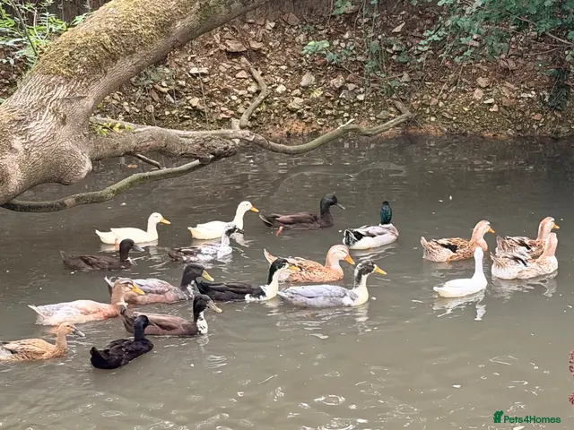 Ducks poultry Mixed flock for sale - Advert 2