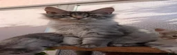 Maine Coon cats for sale: Stunning Maine coon kittens - Advert 21