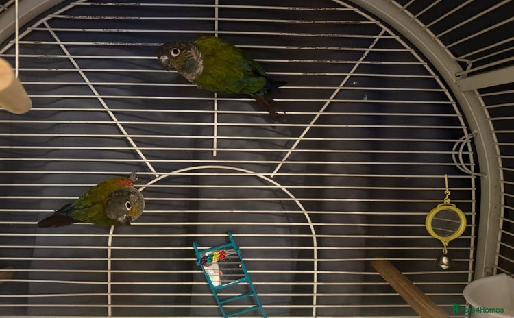 Conures birds - Advert 1