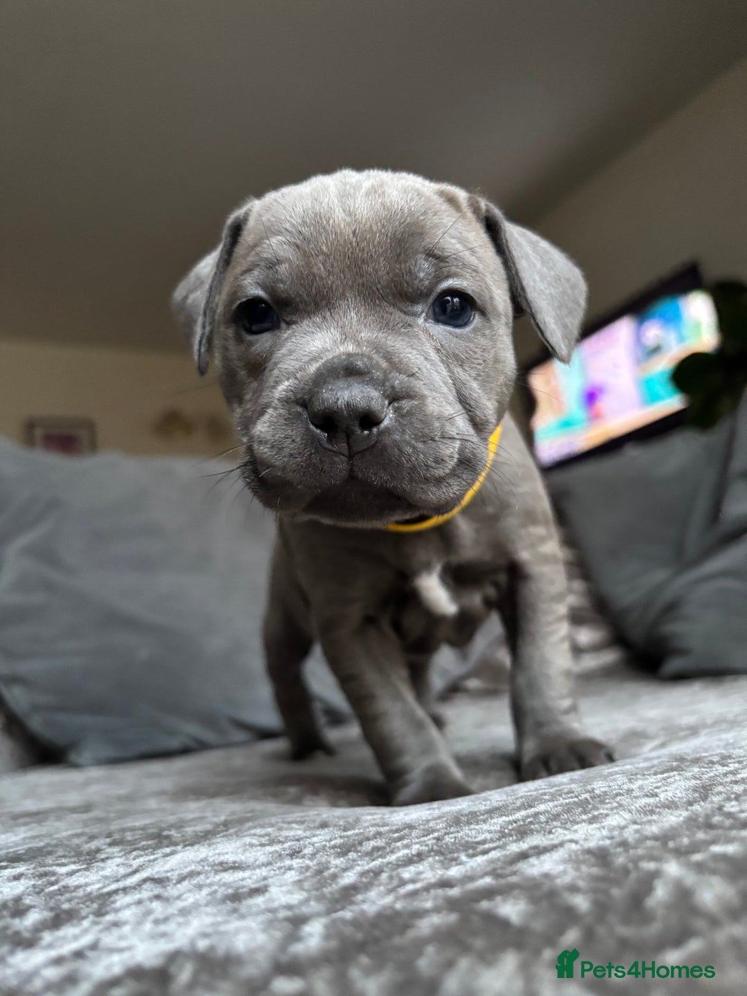 Staffordshire Bull Terrier dogs for sale: Quality Blue Health Tested  - Advert 31