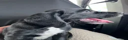 Springador dogs for sale: Happy chappy Springador looking for forever home  in Newquay - Advert 3