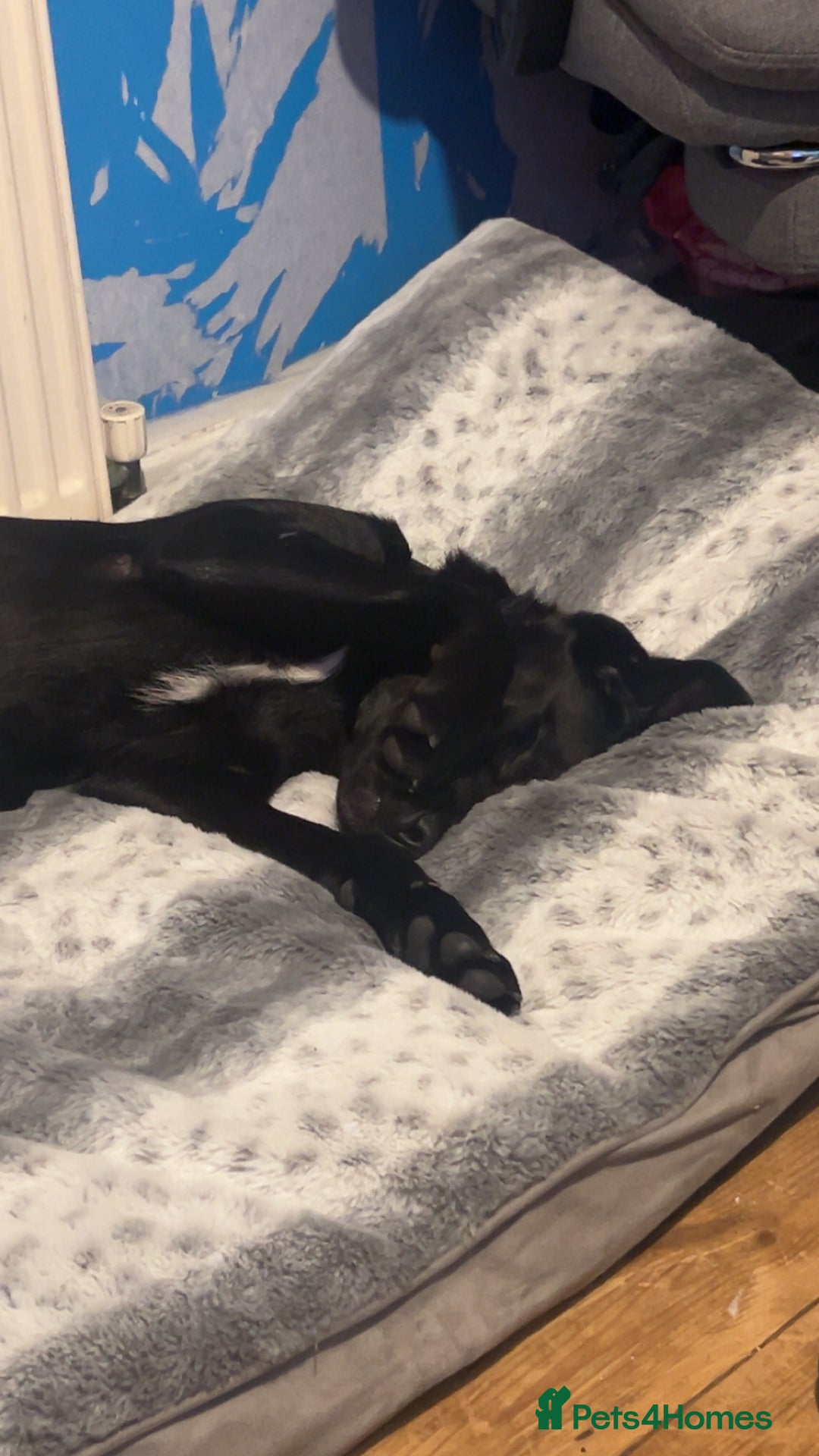 Labrador Retriever dogs for sale: Otis  - Advert 5