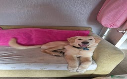 Mixed Breed dogs for sale: Bernard - Goldie Shepherd - Image 3