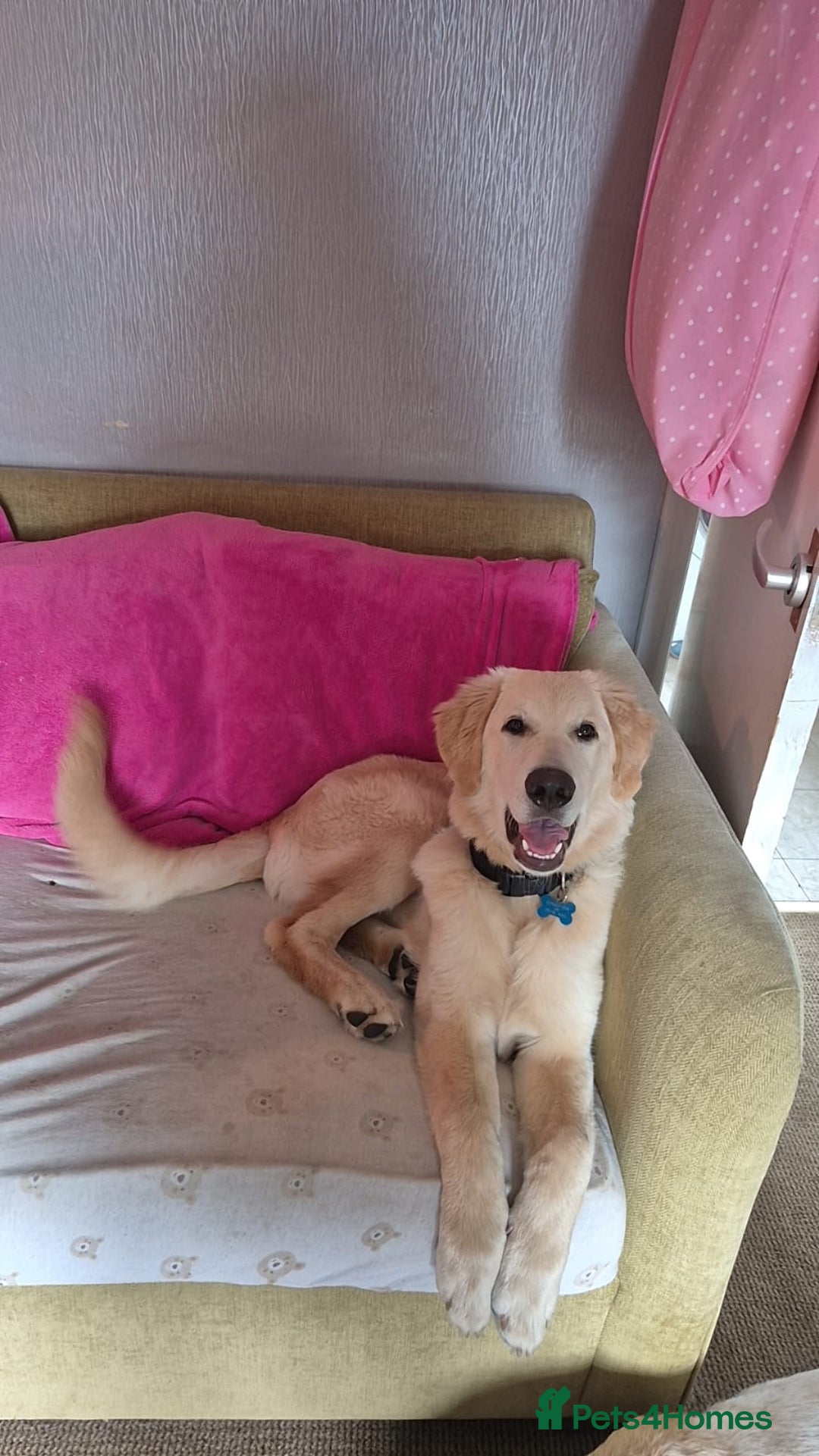 Mixed Breed dogs for sale: Bernard - Goldie Shepherd - Image 3
