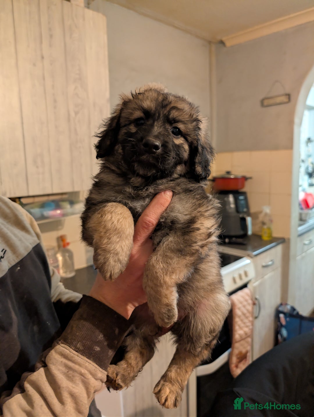 Mixed Breed dogs for sale: Beautiful German shepherd X sproodle pups - Advert 4