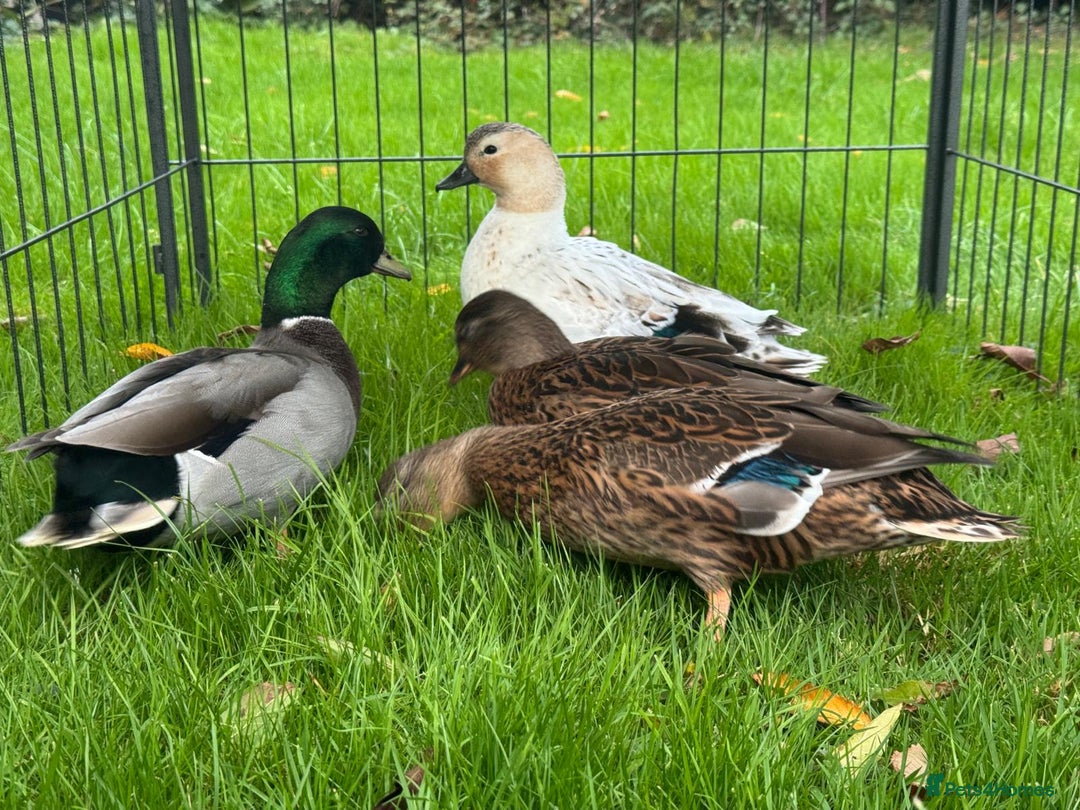Ducks poultry for sale: Khaki Campbell and Cherry Valley Ducks - Image 9