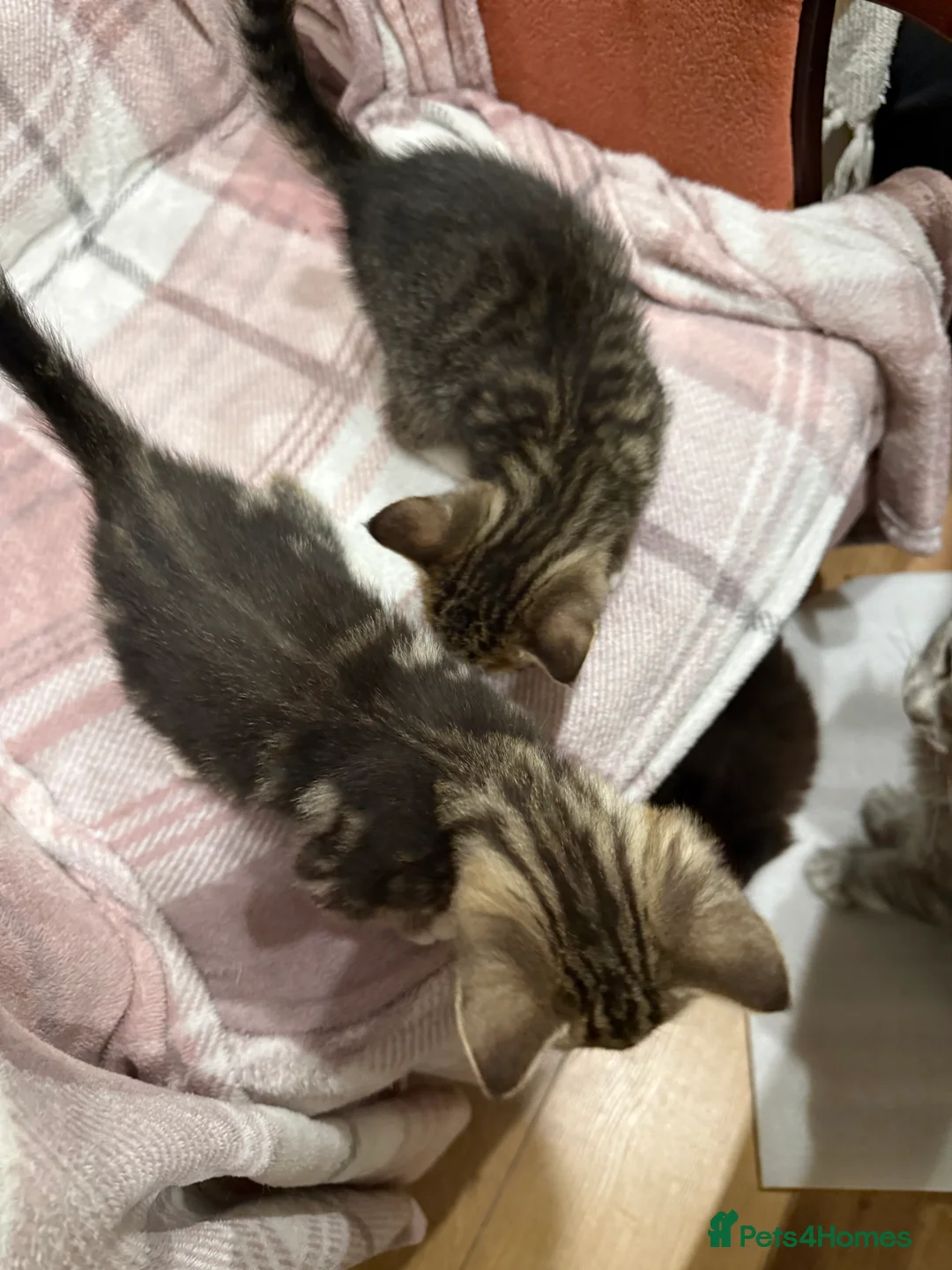 Mixed Breed cats for sale: Mixed breed kittens  - Advert 9