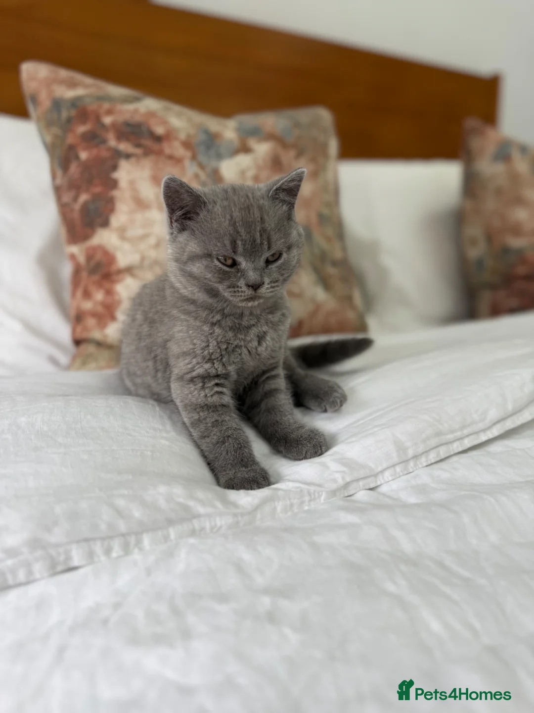 British Shorthair cats for sale: Affectionate male British Shorthair kitten  - Advert 2