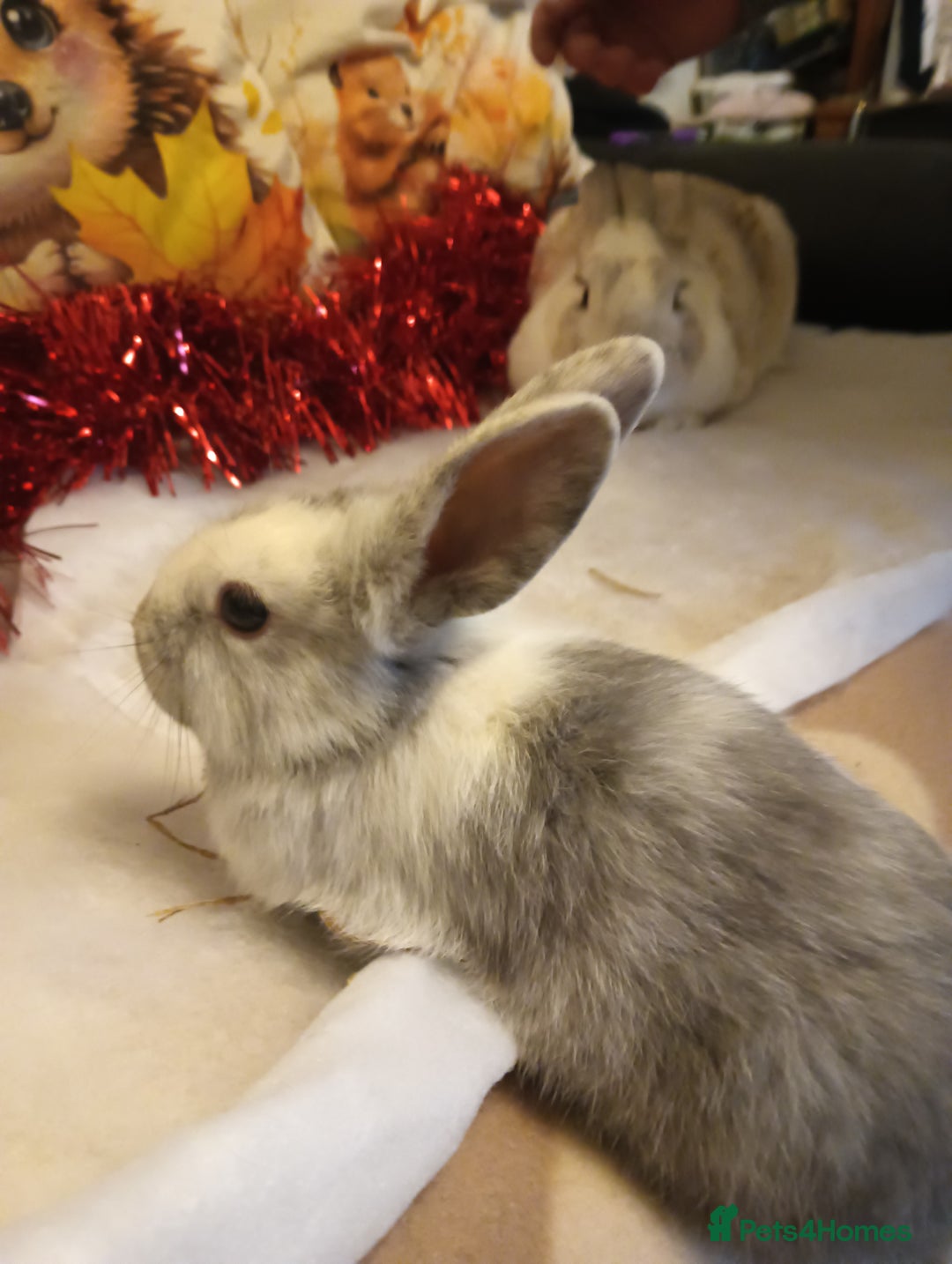 Mixed Breed rabbits for sale: Baby rabbits  - Advert 8
