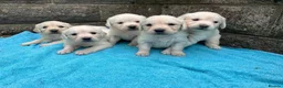 Golden Retriever dogs for sale: KC Reg Health Tested Golden Retriever Pups - Advert 1