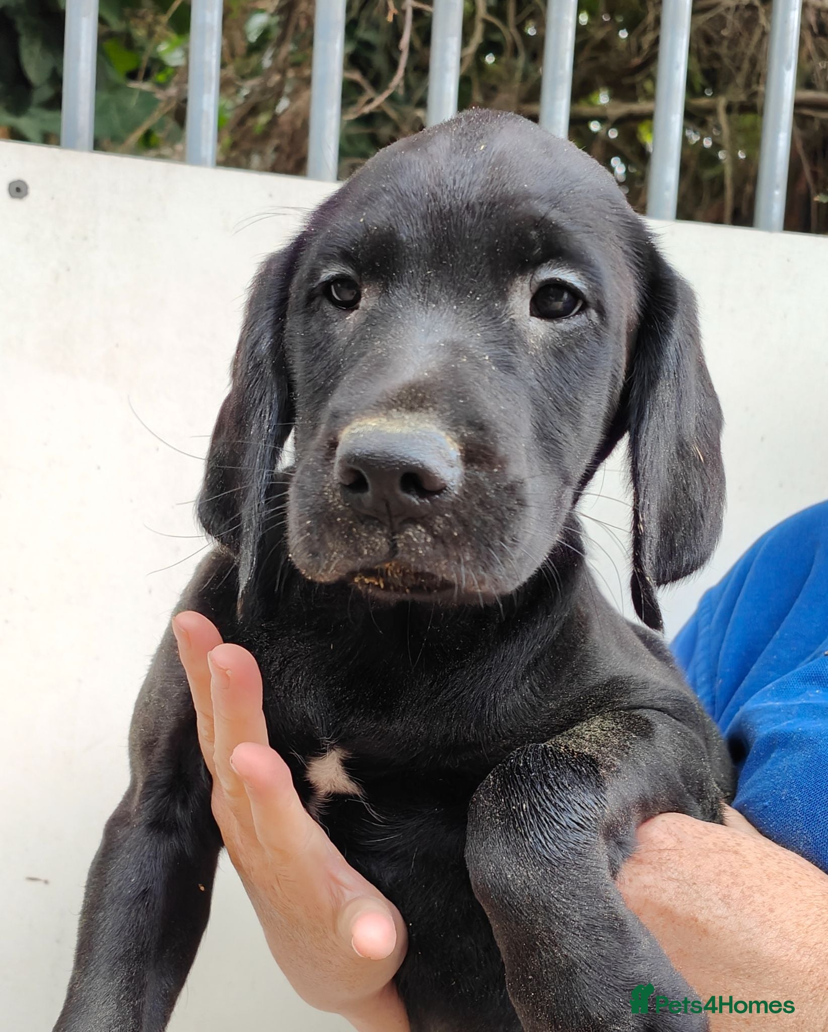 Springador dogs Lovely Springador Puppies Ready to leave now  - Advert 1