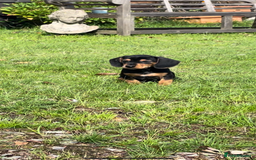 Mixed Breed dogs for sale: Dachshund Crosses - Image 14
