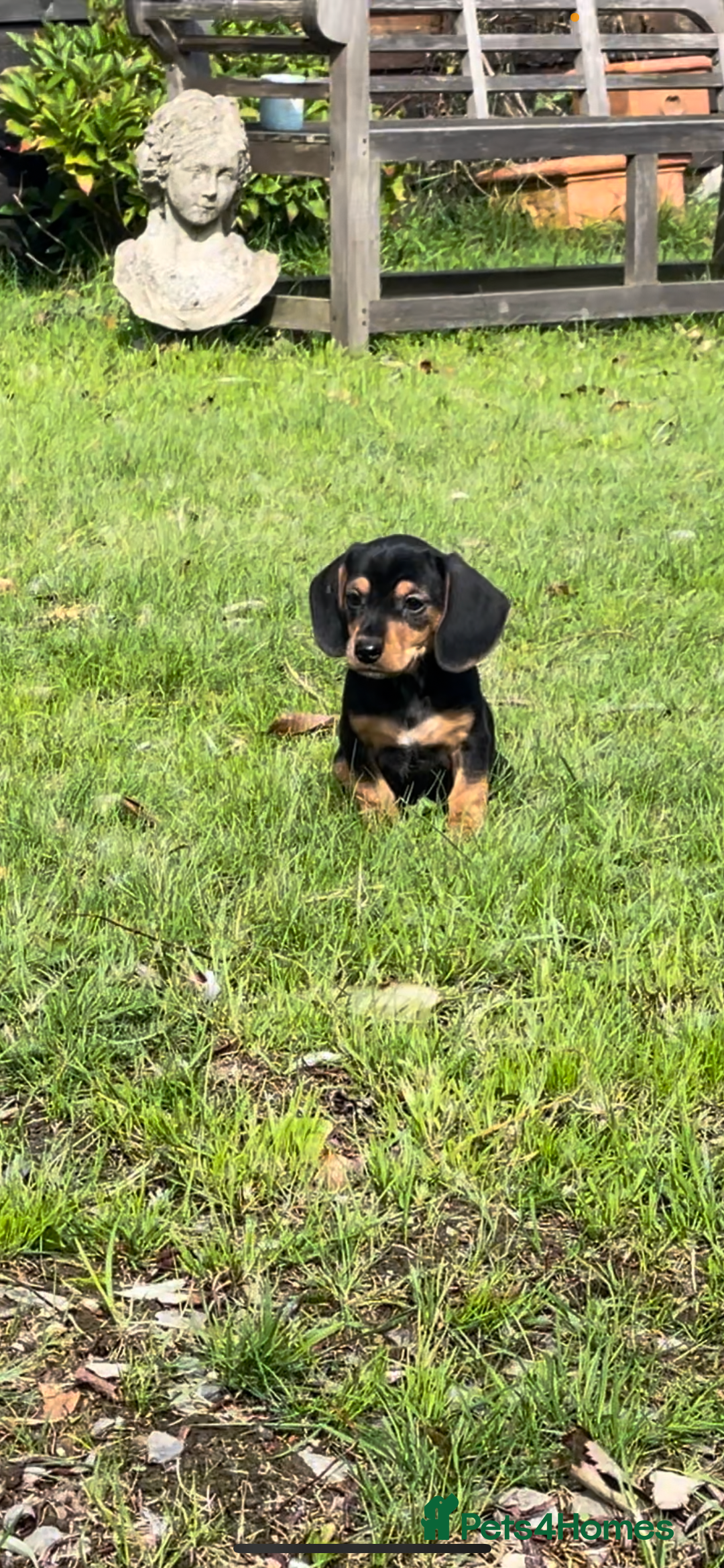 Mixed Breed dogs for sale: Dachshund Crosses - Image 14