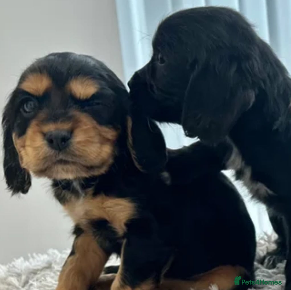 Cockalier dogs Cocker Spaniel Cavalier King Charles Puppy puppies - Advert 2