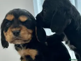 Cockalier dogs Cocker Spaniel Cavalier King Charles Puppy puppies - Advert 2