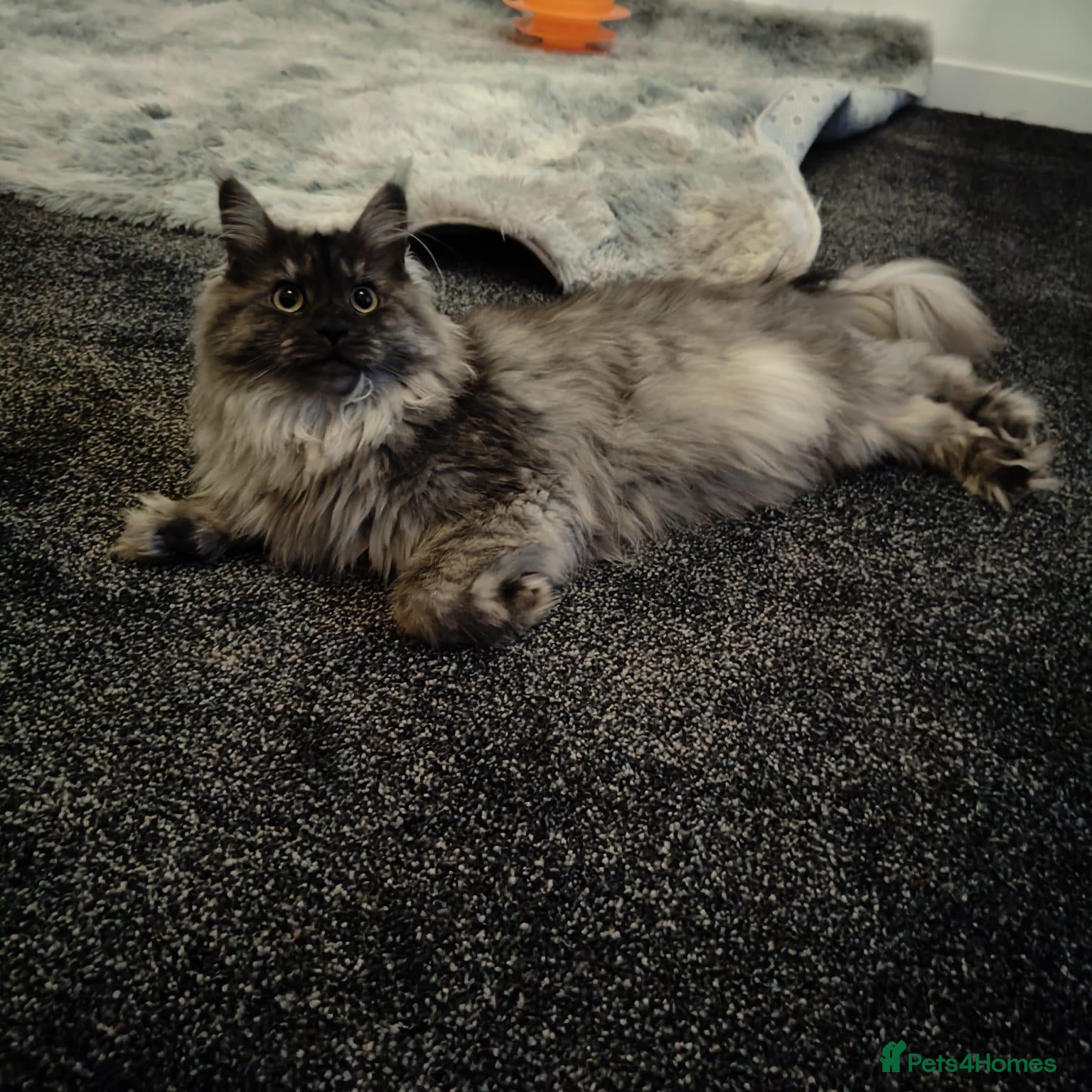 Maine Coon cats Silver Smoke Mainecoon  - Advert 1
