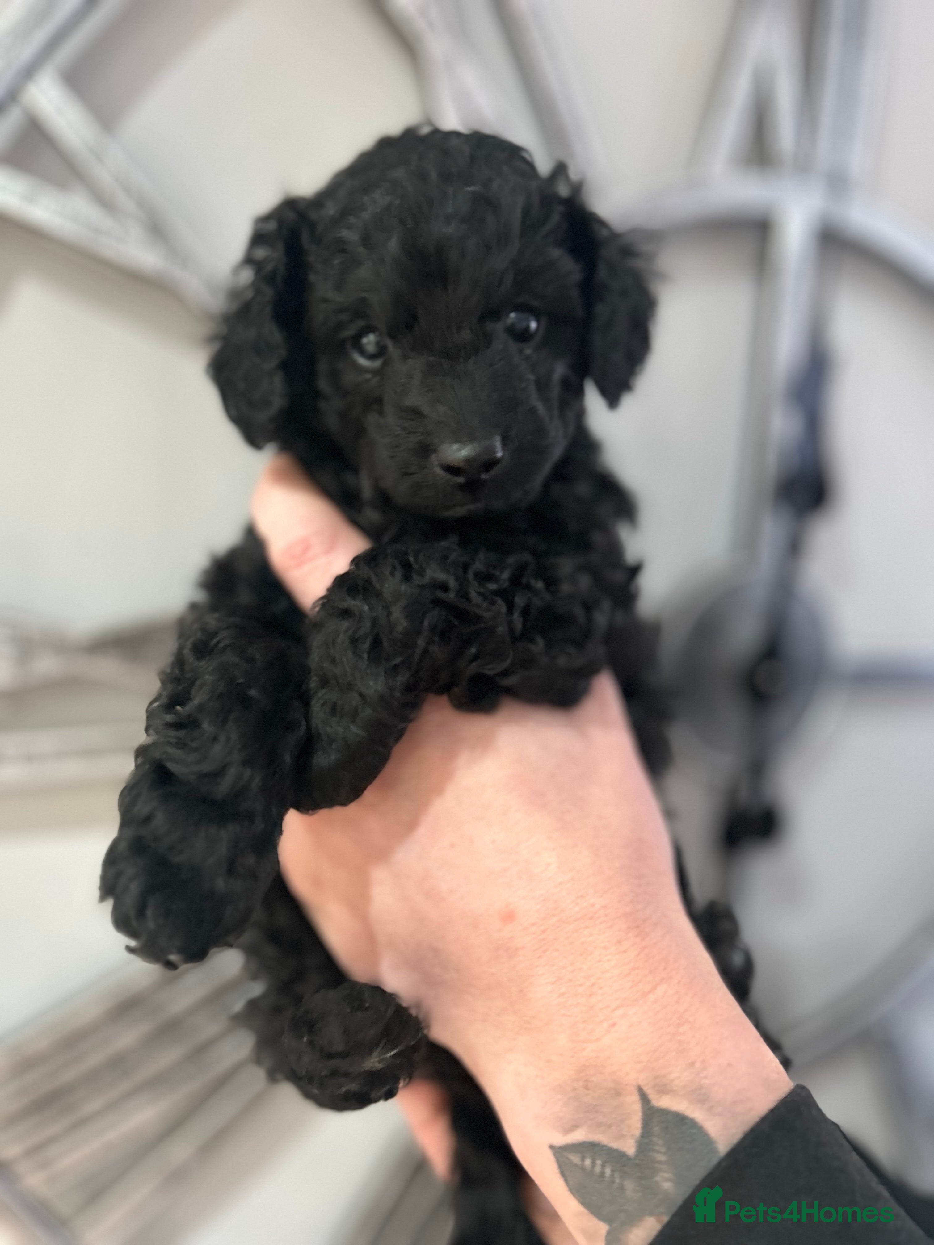 Cavapoo dogs Gorgeous black toy cavapoo puppy - Advert 7
