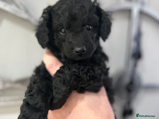 Cavapoo dogs Gorgeous black toy cavapoo puppy - Advert 7