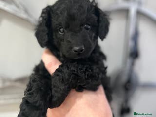 Cavapoo dogs Gorgeous black toy cavapoo puppy - Advert 2