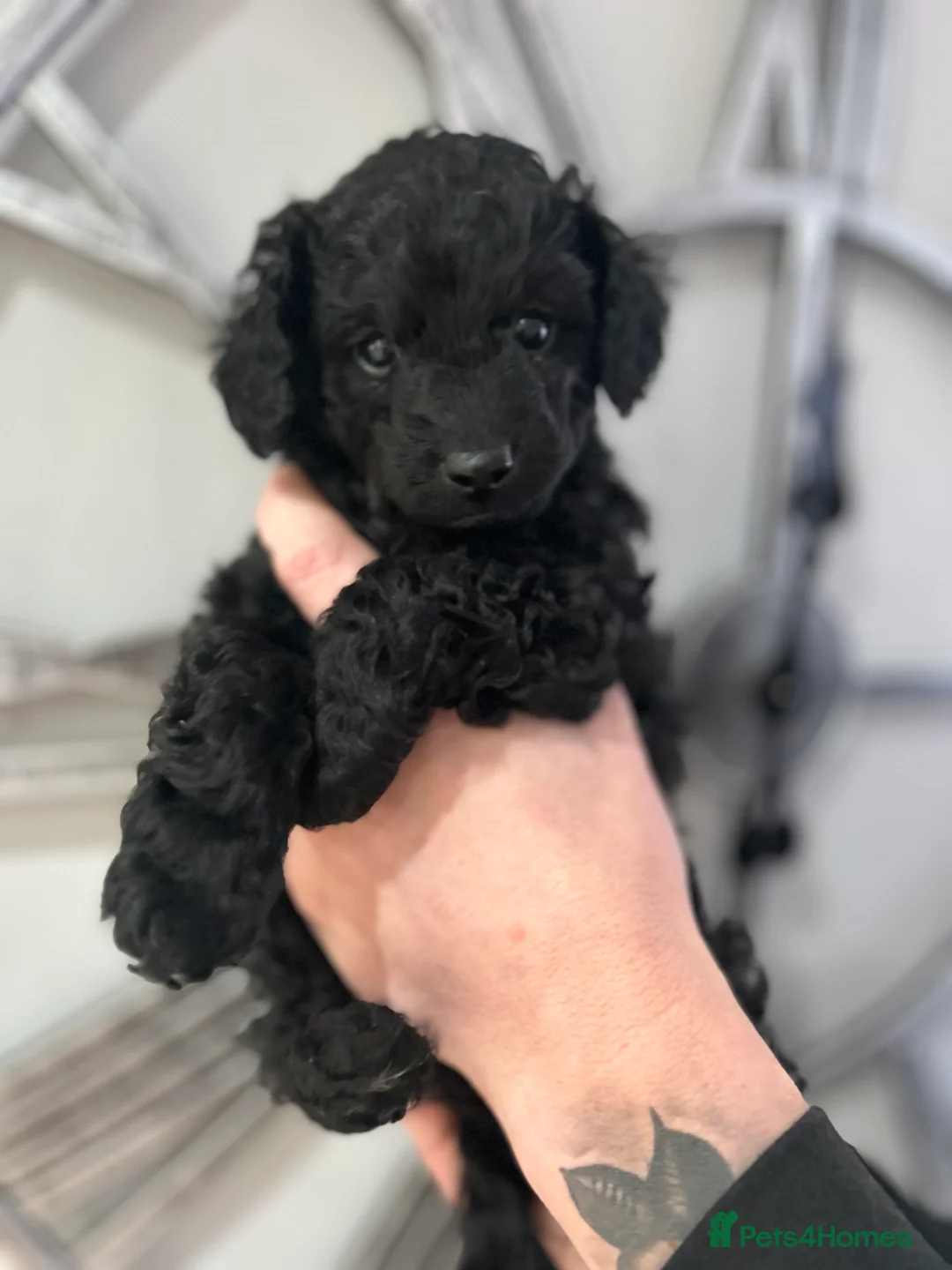 Cavapoo dogs for sale: Gorgeous black toy cavapoo puppy *sold* - Advert 1