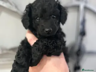 Cavapoo dogs Gorgeous black toy cavapoo puppy *sold* - Advert 9