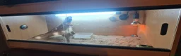 Bearded Dragon reptiles for sale: Adult male + female package - Advert 6