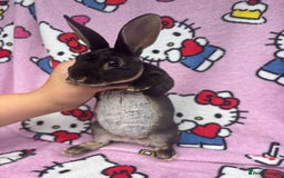 Rex rabbits for sale: Baby rex rabbits - ready to go - Image 3