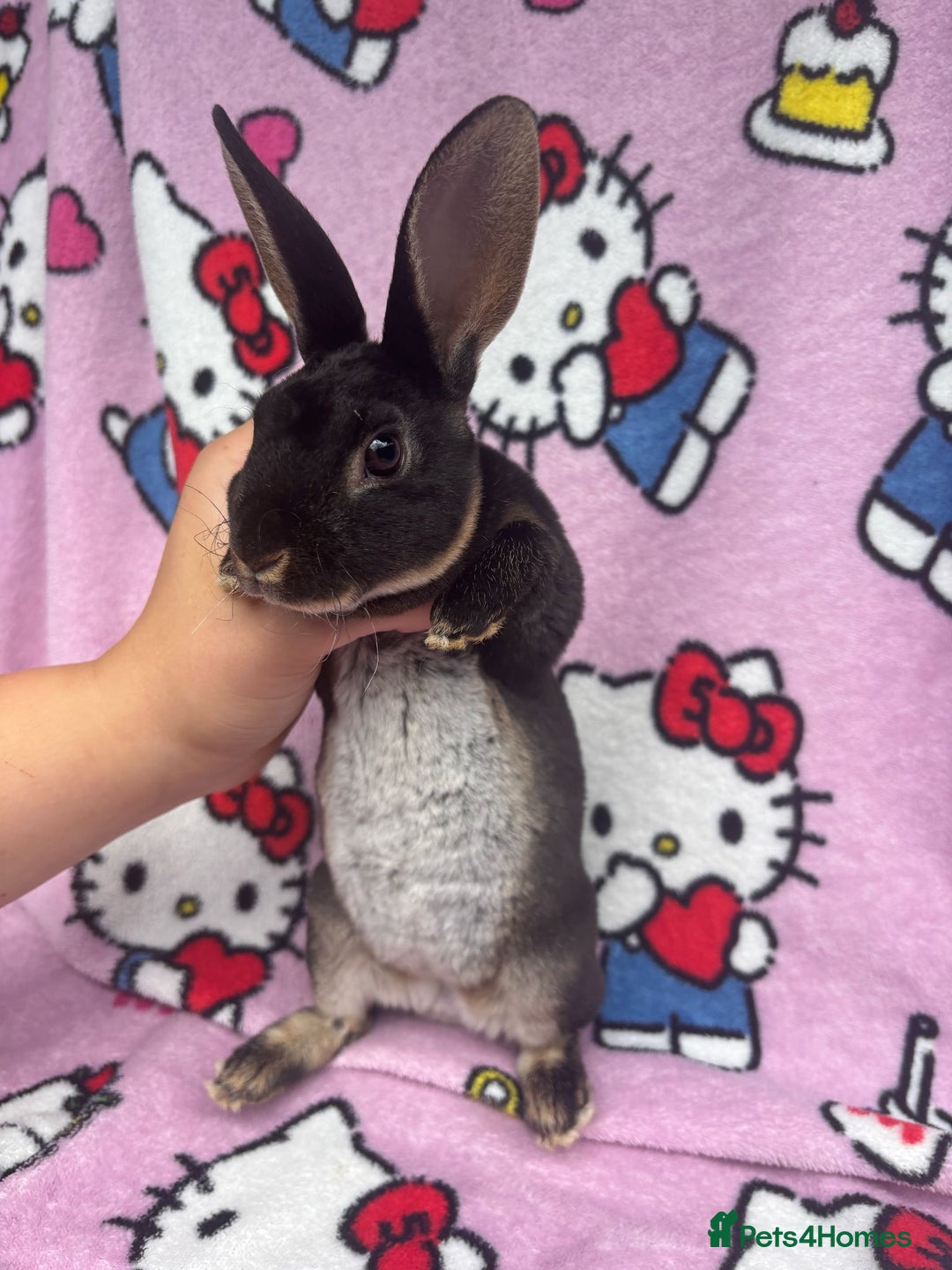 Rex rabbits for sale: Baby rex rabbits - ready to go - Image 3