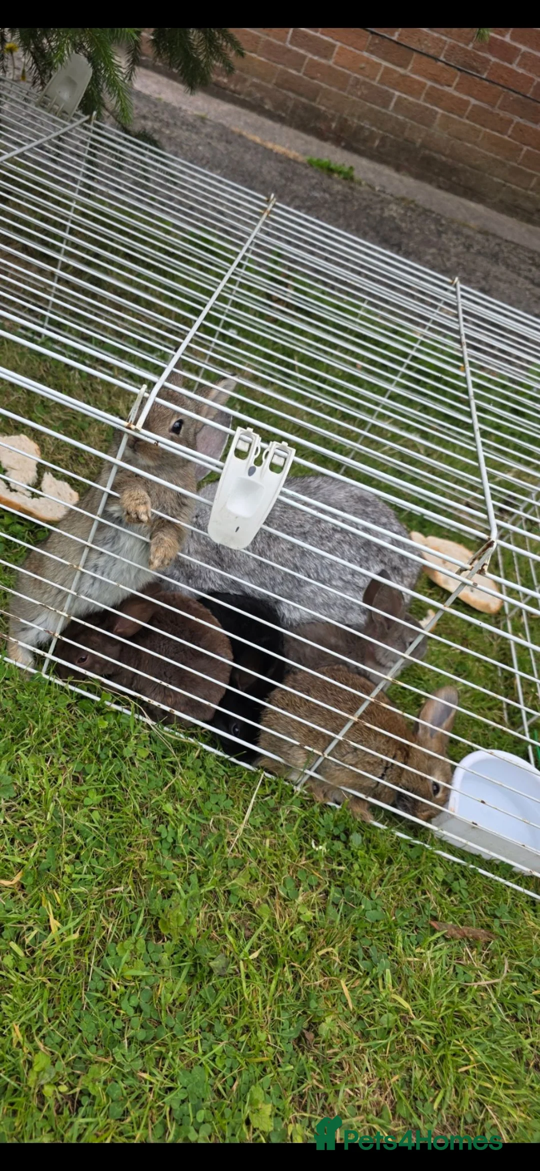 Mixed Breed rabbits for sale: Wee Rabbits in Ballymena - Advert 2