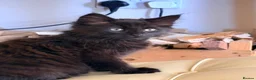 British Longhair cats for sale: 2 beautiful kittens  - Advert 9