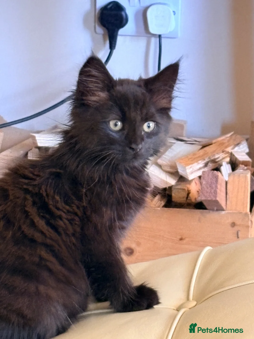 British Longhair cats for sale: 2 beautiful kittens  - Advert 9