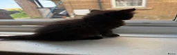 British Longhair cats for sale: Beautiful longhair kittens for SALE! - Advert 36