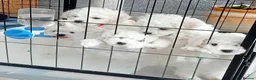 Bichon Frise dogs for sale: Bichon Frise (3 girls left ) - Advert 2