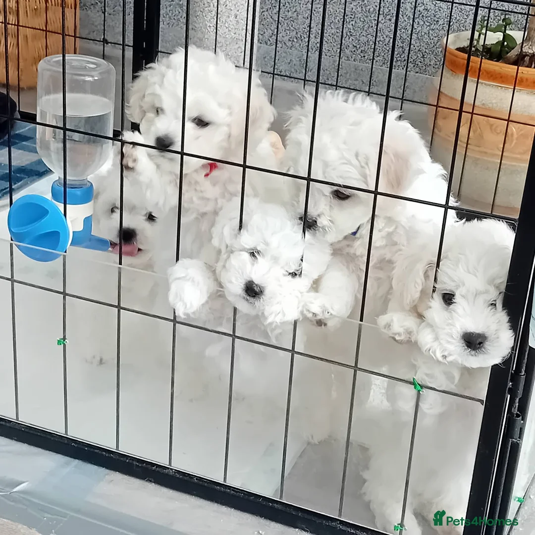 Bichon Frise dogs for sale: Bichon Frise (3 girls left ) - Advert 2
